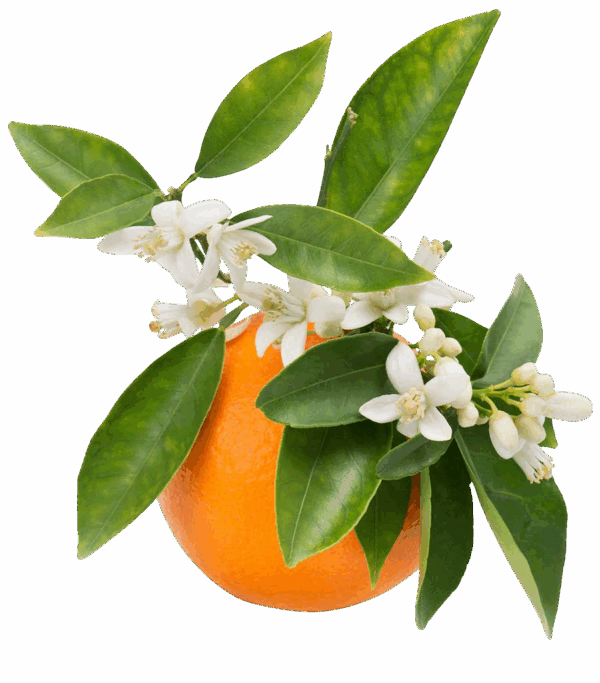 Huile essentielle Orange Douce 10 ml BIO-CODEX – Image 2